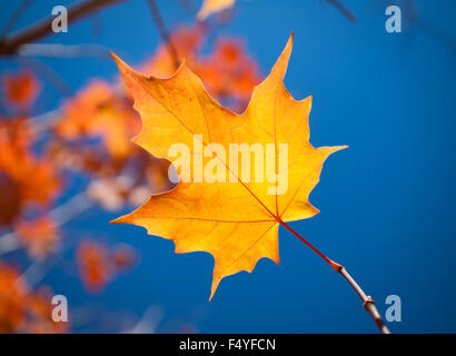 Die lodernden Farben gold und roter eines Blattes Zucker-Ahorn (Acer Saccharum) in Saskatoon, Saskatchewan, Kanada. Stockfoto