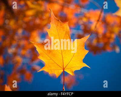 Die lodernden Farben gold und roter eines Blattes Zucker-Ahorn (Acer Saccharum) in Saskatoon, Saskatchewan, Kanada. Stockfoto