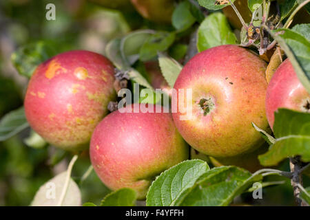 Malus Domestica. Apfel 'Tydemans spät Orange' wächst in einem englischen Obstgarten. Stockfoto