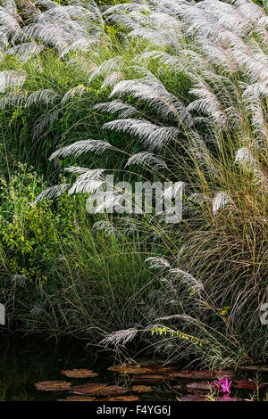 WEIßE FEDER PAMPASGRAS ÖLSCHWADEN ENTSPANNENDE TEICH-TOBAGO-NATUR Stockfoto