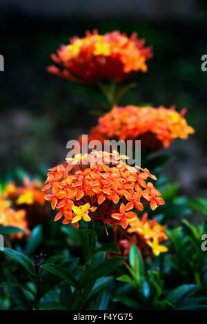 IXORA Coccinea tropischen Blumen Trinidad und Tobago im Garten Stockfoto