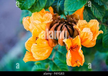 Dekorative afrikanischen Tulpenbaum Blume Flamme des Waldes Tobago Karibik Stockfoto