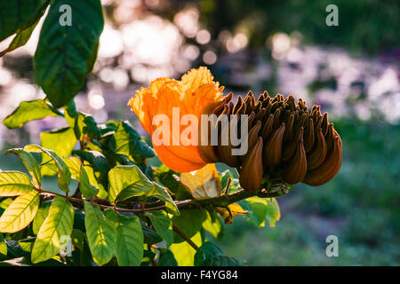 Dekorative afrikanischen Tulpenbaum Blume Flamme des Waldes Tobago Karibik Stockfoto