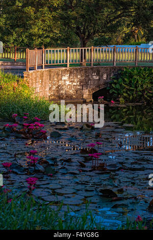 Waterlily Teich und Brücke in Tobago Stockfoto