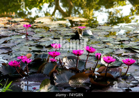 Rosa Wasser Lilien in einem natürlichen Teich in Trinidad und Tobago Stockfoto