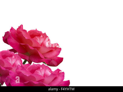 drei Rosa Rosen auf der Seite mit weißem Hintergrund Stockfoto