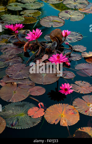 Seerosen-Teich-Gruppe von Blumen zusammen. Stockfoto