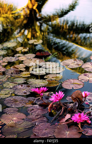 Tropische Seerosen-Teich und Palm tree Reflexion in Tobago Karibik Stockfoto