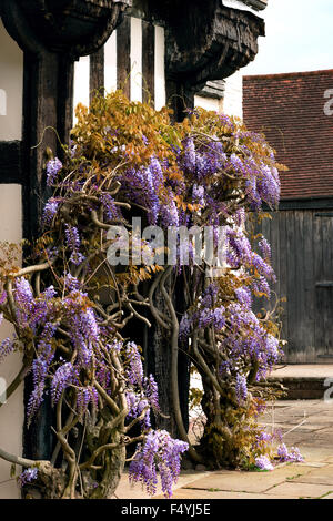 Tudor antikes Haus Blakesley Hall Eingang Glyzinien Bindfäden Rebe dekorativer Baum Blume uk-Birmingham Stockfoto