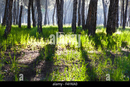 Stein-Kiefernwald am Morgen. Donana Nationalpark Stockfoto