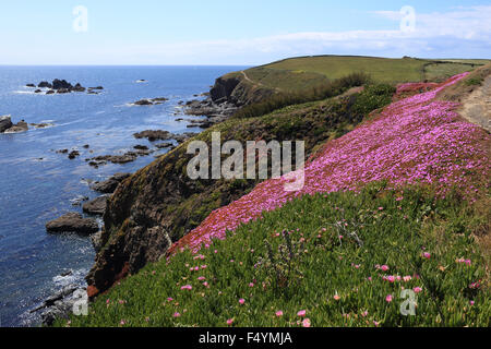 Abb. Hottentotten (Khoi Edulis) und lila Dewplant (Disphyma Crassifolium), Mesembryanthemum Neozoen auf einem Cornish c Stockfoto