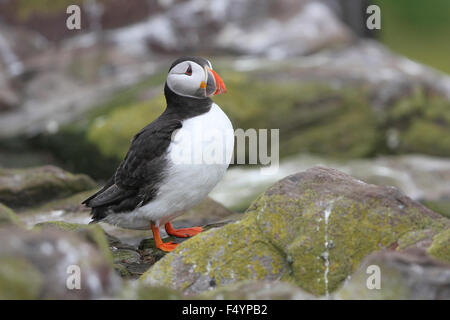 Papageitaucher auf den Farne Islands Stockfoto