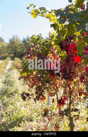 Weinberge in der Nähe von Lourmarin im Oktober, Vaucluse, Frankreich Stockfoto