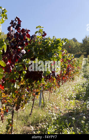 Weinberge in der Nähe von Lourmarin im Oktober, Vaucluse, Frankreich Stockfoto