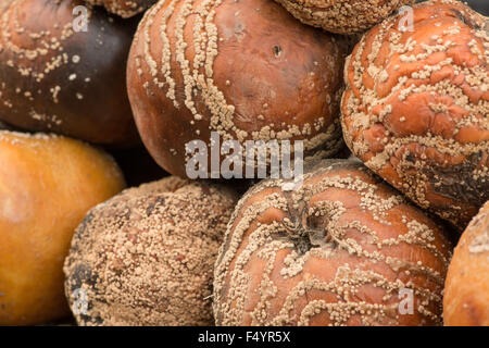 interessante Muster von Pilzsporen wachsen auf Geldsegen Bramley Kochen Äpfel Ringe Linien der Fruchtkörper in Flecken Stockfoto