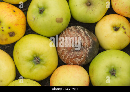 interessante Muster von Pilzsporen wachsen auf Geldsegen Bramley Kochen Äpfel Ringe Linien der Fruchtkörper in Flecken Stockfoto