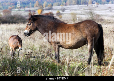 Exmoor Ponys, Tschechische Republik, vom Exmoor Ponys UK Stockfoto