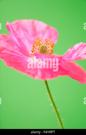 Einzigen rosa Mohn vor einem grünen Hintergrund. Papaver Rhoeas "Shirley Series" Stockfoto