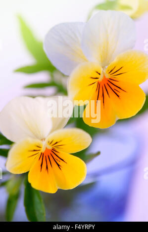 Viola (violett) Trikolore "Stiefmütterchen". Nahaufnahme der Blüten in blauem Glas. Stockfoto