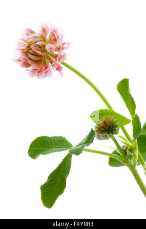 Trifolium hybridum (Alsike Kleeblatt) Rosa Blüte, Knospe und Blätter auf weißem Grund Stockfoto