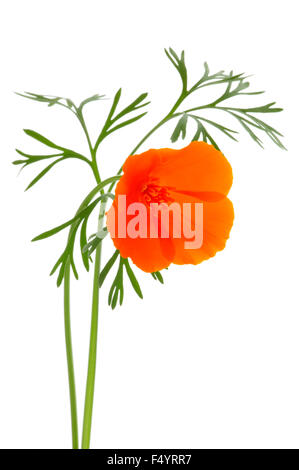 Eschscholzia Californica (kalifornische Mohn). Lebendige orange Blume vor einem weißen Hintergrund. Stockfoto