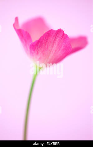 Rosa kalifornische Mohn (Eschscholzia Californica). Einzelne rosa Blume vor einem rosa Hintergrund. Stockfoto