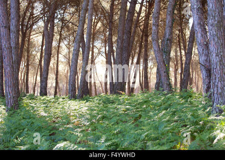 Stein-Kiefernwald am Morgen. Donana Nationalpark Stockfoto