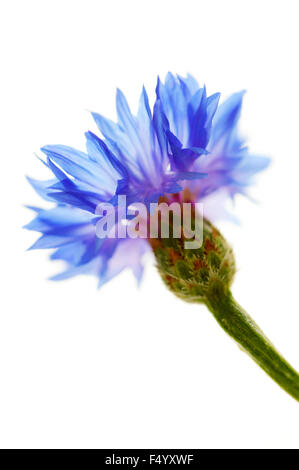 Centaurea Cyanus "Blauen Ball" (Kornblume, Bachelor-Taste). Nahaufnahme eines einzigen Kornblume Hintergrundbeleuchtung vor weißem Hintergrund. Stockfoto