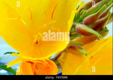 Oenothera 'Fruticosa Youngii "(Nachtkerzenöl). Nahaufnahme von gelben Blüten und Knospen in ein blaues Glas. Juli UK. Stockfoto