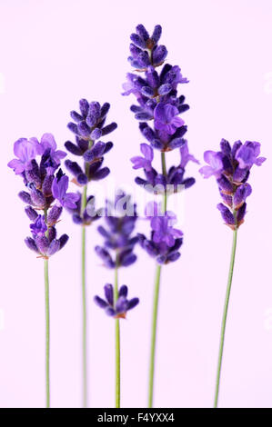 Lavandula angustifolia 'Hidcote' (Lavendel) Blume und Stiele vor einem hellen Lavendelgrund Stockfoto