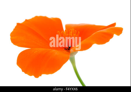 Eschscholzia Californica (kalifornische Mohn). Lebendige orange Blume vor einem weißen Hintergrund. Stockfoto