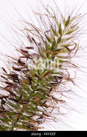 Alopecuroides Lampenputzergras (Fountain Grass). Nahaufnahme der Blütenstand vor einem weißen Hintergrund. Stockfoto