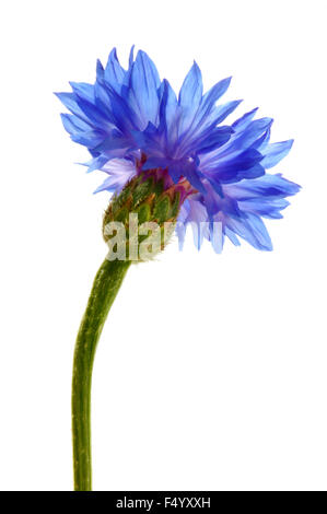 Centaurea cyanus 'Blue Ball' (Kornblume, Bachelor-Taste) Nahaufnahme einer einzelnen Kornblume mit Hintergrundbeleuchtung vor weißem Hintergrund Stockfoto