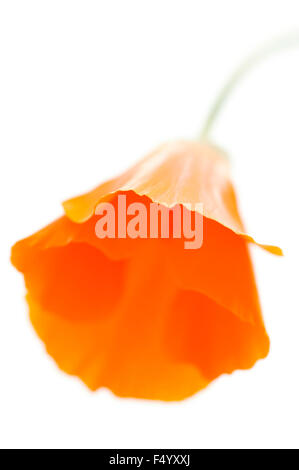 Eschscholzia Californica (kalifornische Mohn). Lebendige orange Blume vor einem weißen Hintergrund. Stockfoto