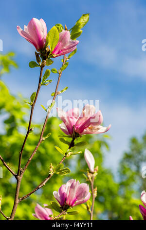 Blühende Magnolie dicht bedeckt mit schönen frischen rosa Blüten im Frühjahr Stockfoto