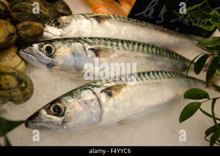 Drei frisch und schön Makrele Fisch Stockfoto