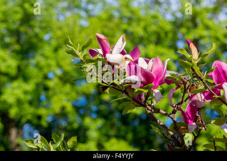 Blühende Magnolie dicht bedeckt mit schönen frischen rosa Blüten im Frühjahr Stockfoto