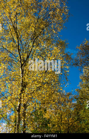 Leuchtend gelben Blätter auf eine Silber-Birke Kontrast gegen das lebendige blauen Himmel oben. Stockfoto