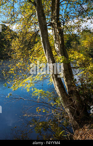 Eine Birke mit gelben Herbst lässt neben dem blauen Wasser im Etherow Country Park, Stockport, grösseres Manchester. Stockfoto