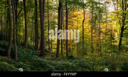 Herbstfärbung in Erncroft Wäldern am Etherow Landschaftspark, Stockport, grösseres Manchester. Stockfoto