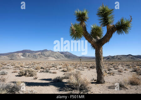 Joshua Tree oder Yucca-Palmen (Yucca Brevifolia) in der Nähe von Death Valley, Kalifornien, USA Stockfoto