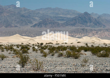 Mesquite flache Sanddünen, Death Valley Nationalpark, Mojave-Wüste, Kalifornien, USA Stockfoto