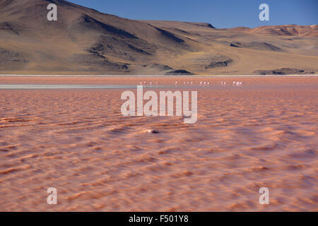 Flamingos (phoenicopterus sp.) Laguna Colorada, mit rotem Wasser durch hohe Algen Inhalt verursacht, in Uyuni, lipez, Bolivien Stockfoto