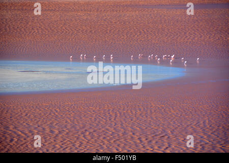 Flamingos (phoenicopterus sp.) Laguna Colorada, mit rotem Wasser durch hohe Algen Inhalt verursacht, in Uyuni, lipez, Bolivien Stockfoto