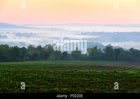 Weinberg und Morgen Nebel im Saaletal, Naumburg, Burgenlandkreis, Sachsen-Anhalt, Deutschland Stockfoto