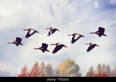 Herde von schwarzbäuchigen Pfeifen Enten Stockfoto