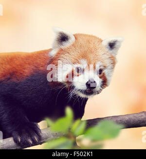 Red Panda Bär auf einen Baum klettern Stockfoto