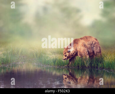 Braunbär in der Nähe des Teiches mit Reflexion Stockfoto