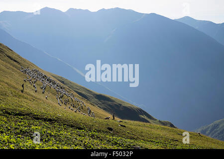 Gesamtansicht des Kaukasus in Georgien, Asien. Diese Bilder verfügen über georgische Männer auf der Suche nach ihrer Herde Stockfoto