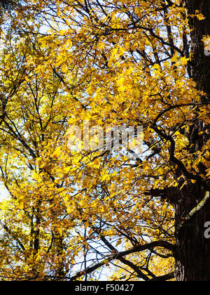 gelbe Eiche Zweige beleuchtet durch Sonnenlicht im herbstlichen Wald Stockfoto